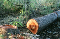 Cuttree Cuttree