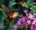 Hummingbird Hummingbird