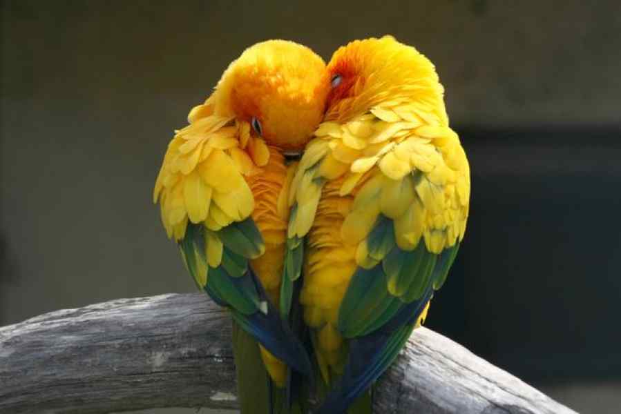 pair_birds.jpg